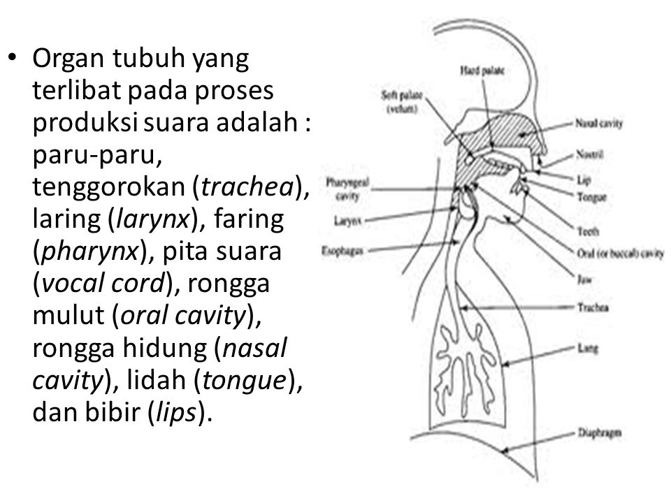 Organ tubuh yang terlibat pada proses produksi suara adalah : paru-paru, tenggorokan (trachea), laring (larynx), faring (pharynx), pita suara (vocal cord), rongga mulut (oral cavity), rongga hidung (nasal cavity), lidah (tongue), dan bibir (lips).