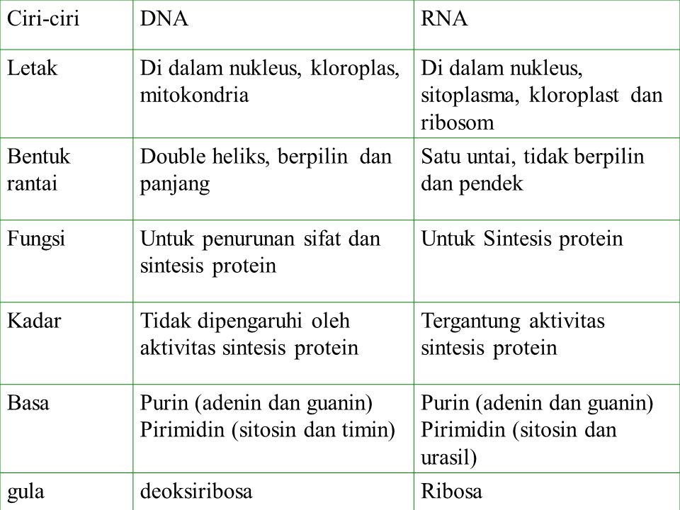 Ciri-ciri DNA. RNA. Letak. Di dalam nukleus, kloroplas, mitokondria. Di dalam nukleus, sitoplasma, kloroplast dan ribosom.