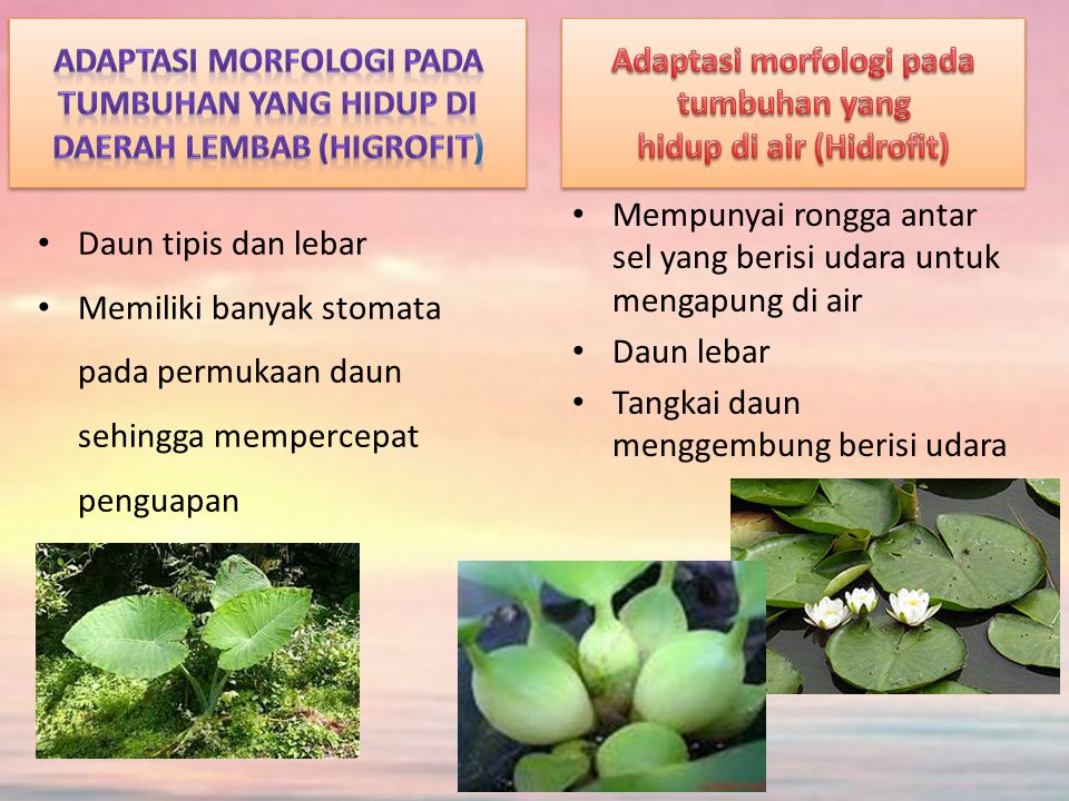 Adaptasi morfologi pada tumbuhan yang hidup di air (Hidrofit)