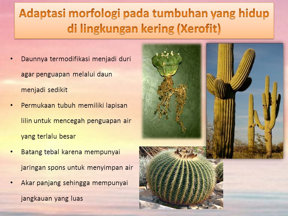 Adaptasi morfologi pada tumbuhan yang hidup di lingkungan kering (Xerofit)