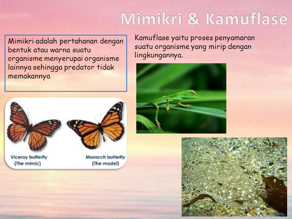 Mimikri & Kamuflase Kamuflase yaitu proses penyamaran suatu organisme yang mirip dengan lingkungannya.