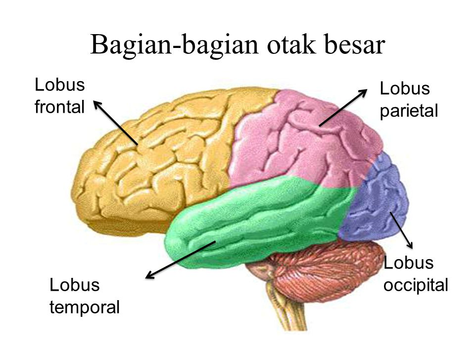 Bagian-bagian otak besar