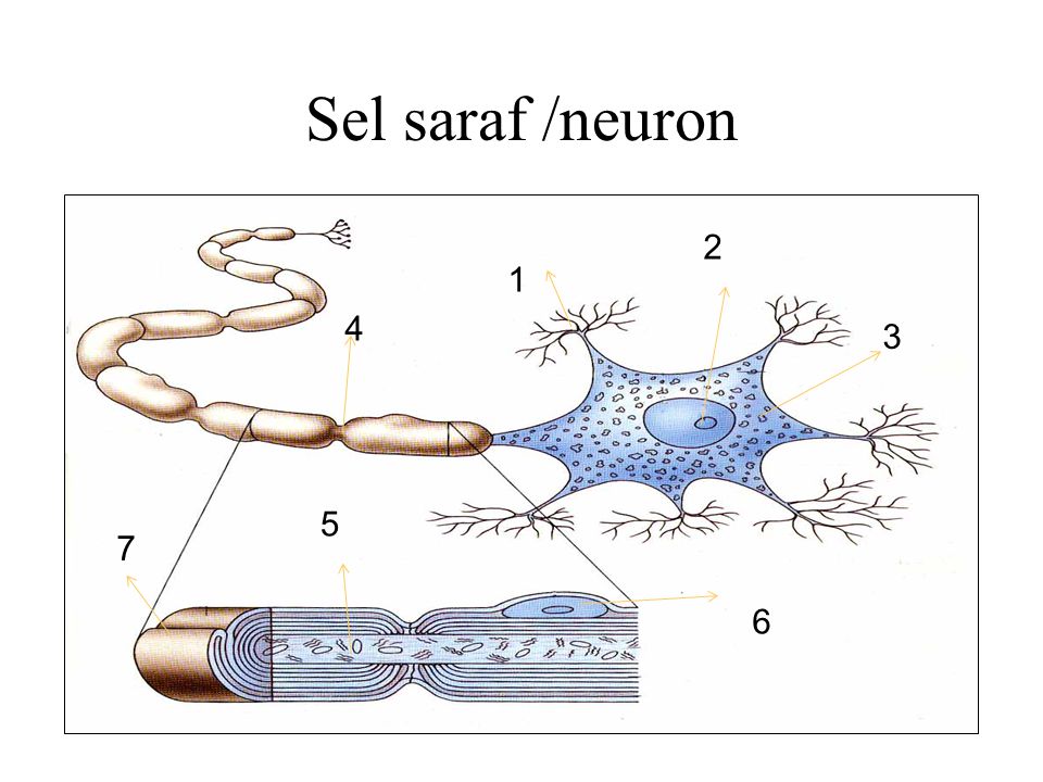 Sel saraf /neuron