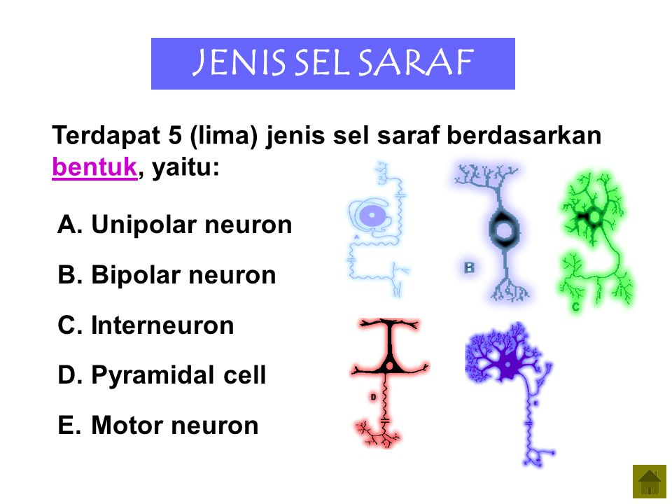 JENIS SEL SARAF Terdapat 5 (lima) jenis sel saraf berdasarkan bentuk, yaitu: Unipolar neuron. Bipolar neuron.