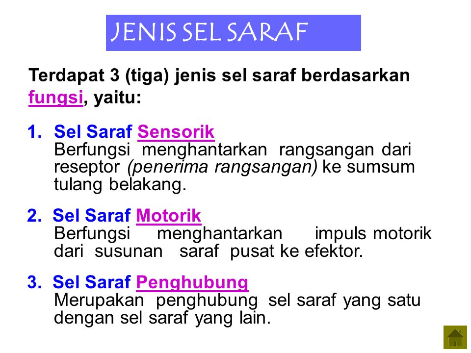 JENIS SEL SARAF Terdapat 3 (tiga) jenis sel saraf berdasarkan fungsi, yaitu: