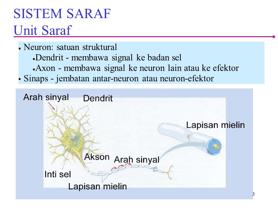 SISTEM SARAF Unit Saraf Neuron: satuan struktural