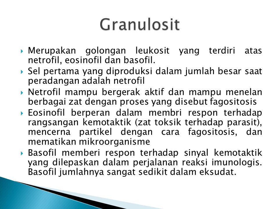 Granulosit Merupakan golongan leukosit yang terdiri atas netrofil, eosinofil dan basofil.