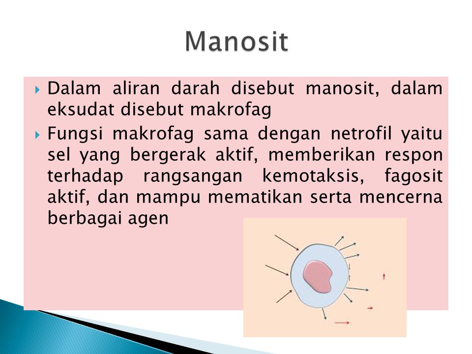 Manosit Dalam aliran darah disebut manosit, dalam eksudat disebut makrofag.