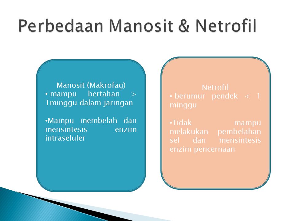 Perbedaan Manosit & Netrofil