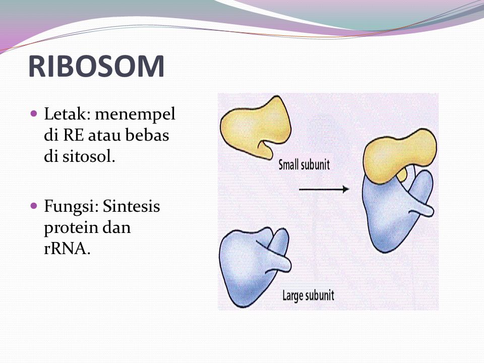 RIBOSOM Letak: menempel di RE atau bebas di sitosol.