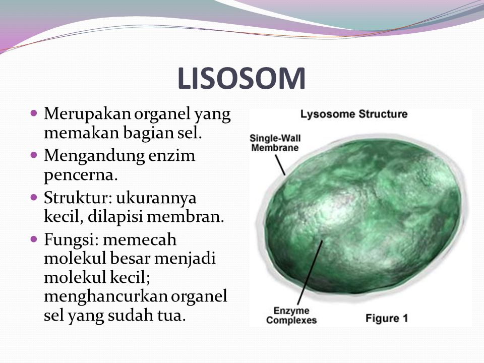 LISOSOM Merupakan organel yang memakan bagian sel.