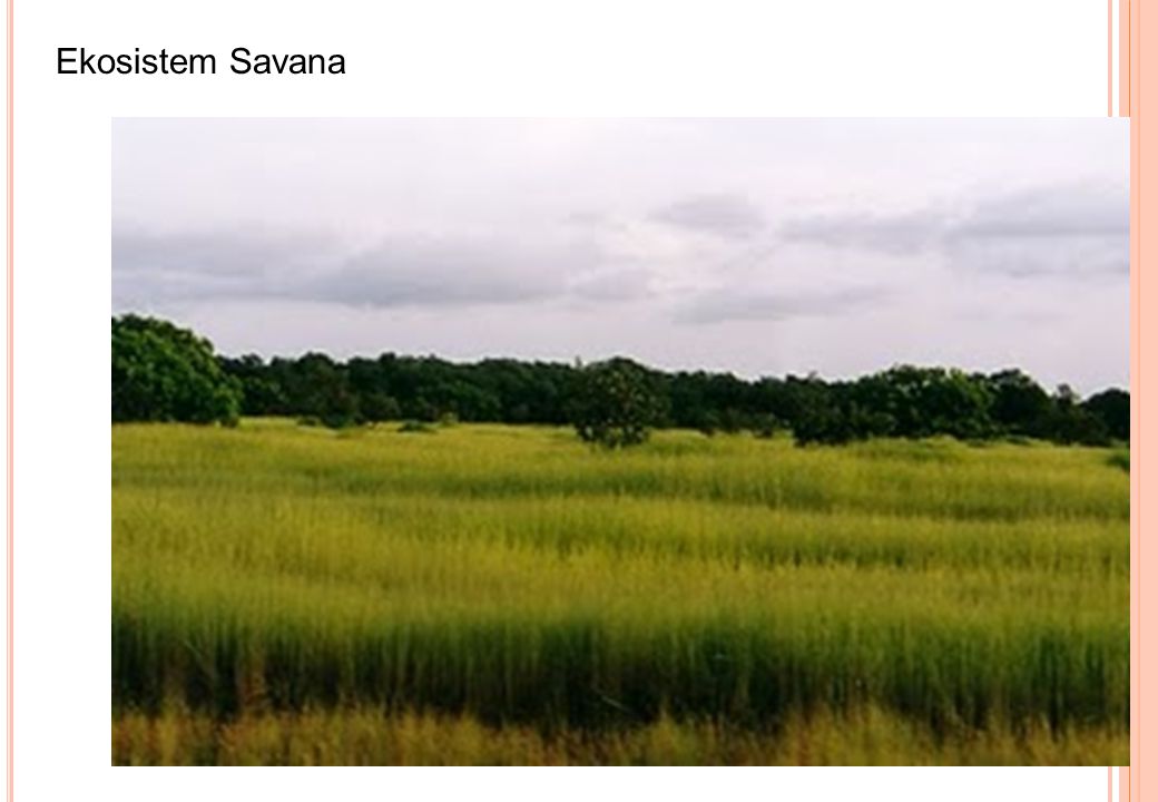 Ekosistem Savana
