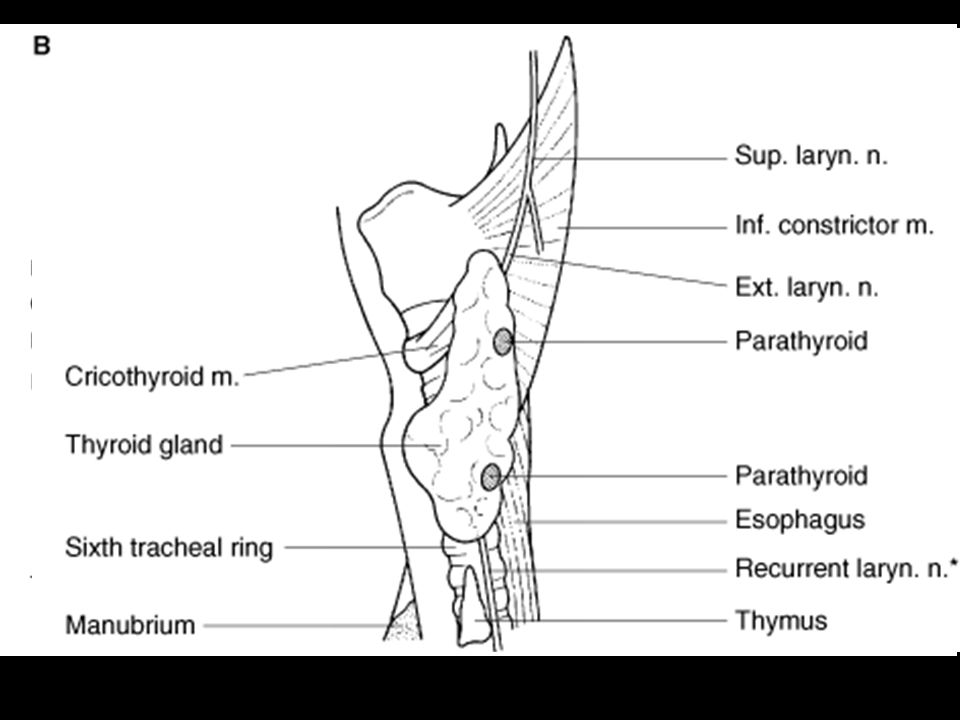 Anatomi Terletak di leher (antara fasia koli media dan fasia prevertebralis).