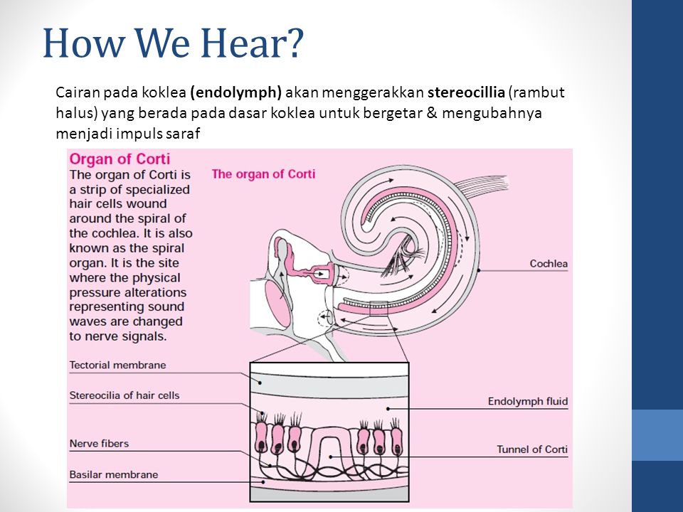 How We Hear