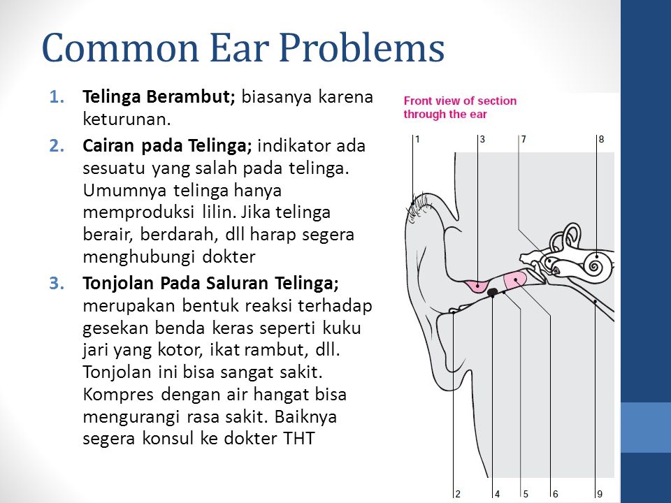 Common Ear Problems Telinga Berambut; biasanya karena keturunan.