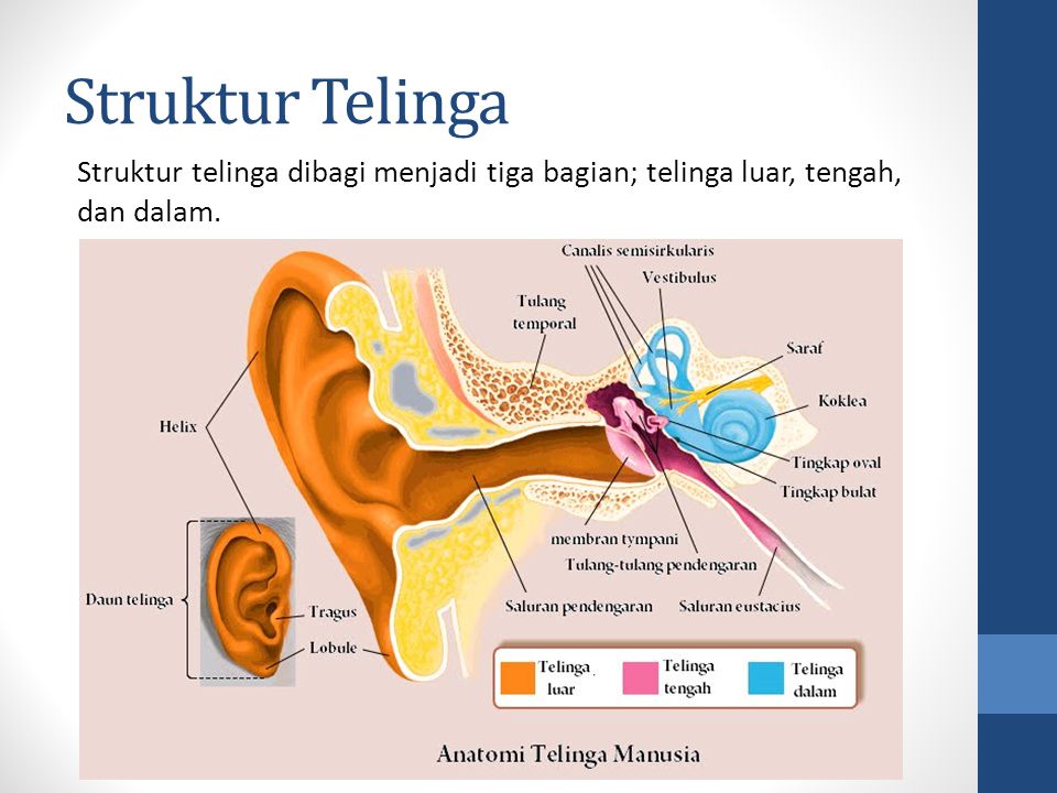 Struktur Telinga Struktur telinga dibagi menjadi tiga bagian; telinga luar, tengah, dan dalam.