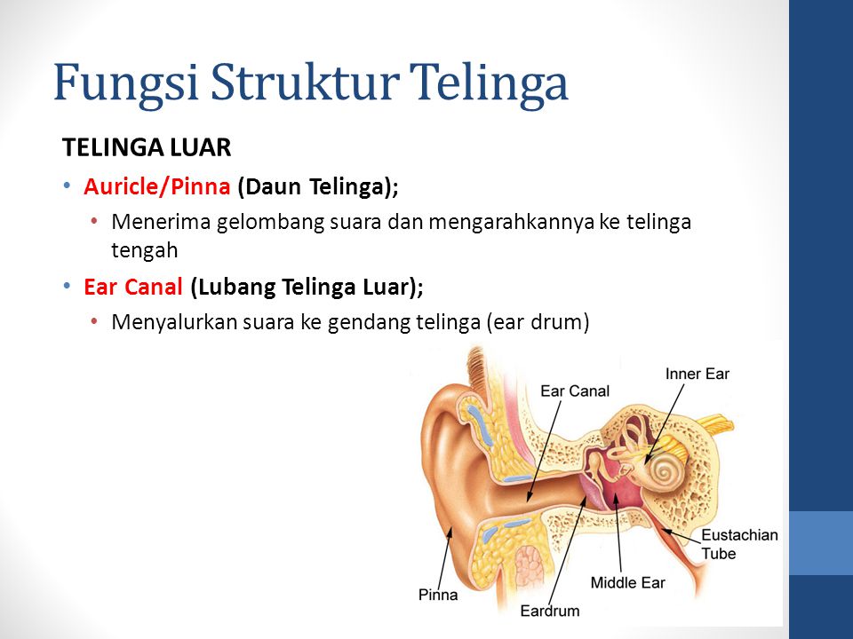 Fungsi Struktur Telinga