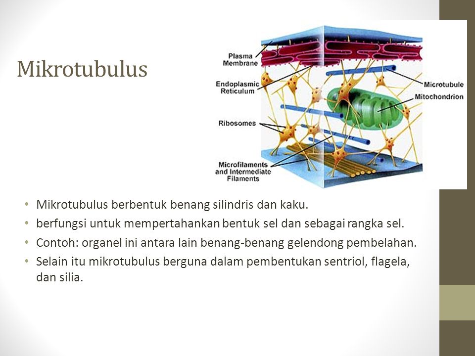 Mikrotubulus Mikrotubulus berbentuk benang silindris dan kaku.