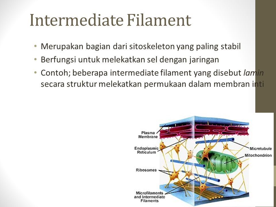 Intermediate Filament