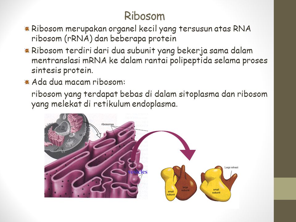 Ribosom Ribosom merupakan organel kecil yang tersusun atas RNA ribosom (rRNA) dan beberapa protein.