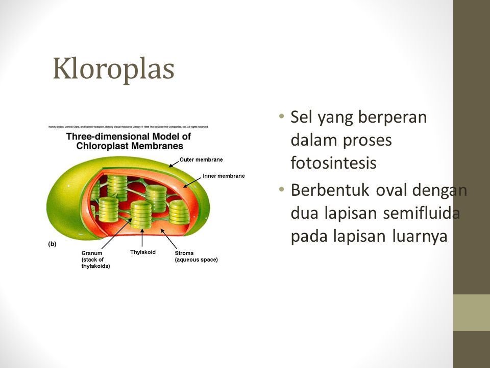 Kloroplas Sel yang berperan dalam proses fotosintesis