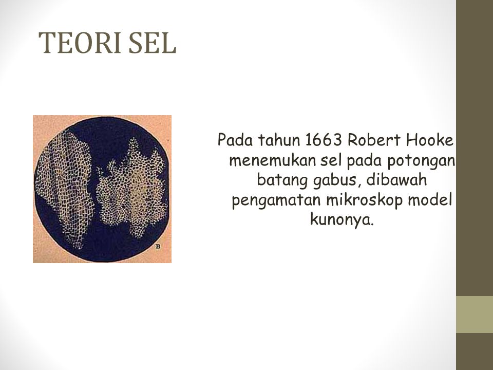 TEORI SEL Pada tahun 1663 Robert Hooke menemukan sel pada potongan batang gabus, dibawah pengamatan mikroskop model kunonya.
