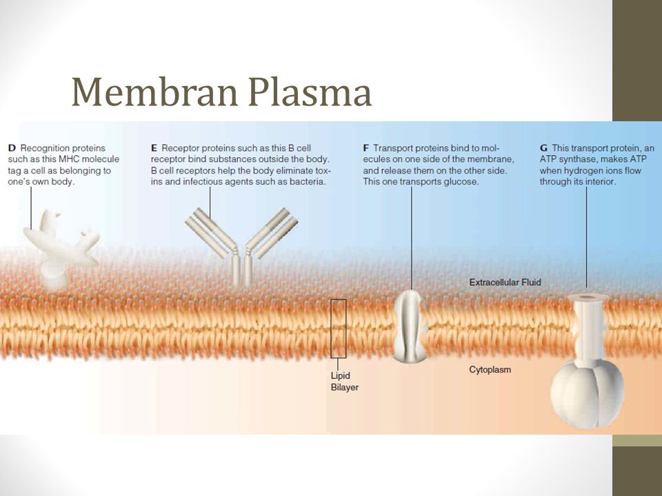 Membran Plasma