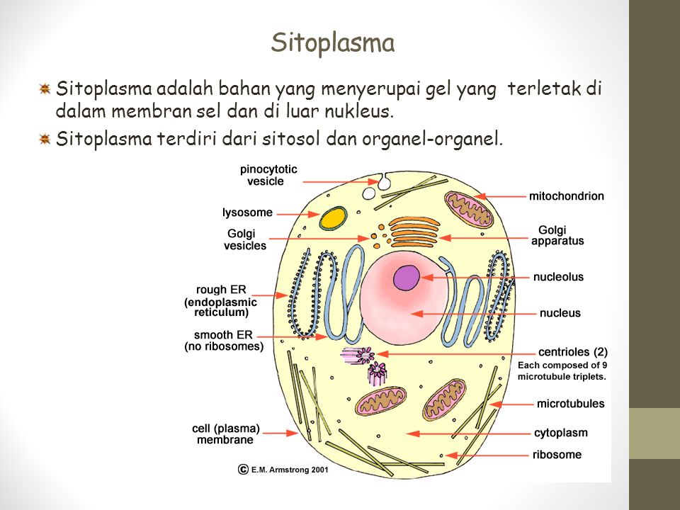 Sitoplasma Sitoplasma adalah bahan yang menyerupai gel yang terletak di dalam membran sel dan di luar nukleus.