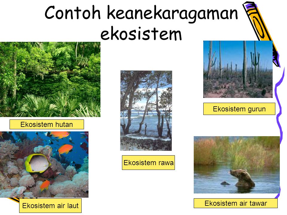 Contoh keanekaragaman ekosistem