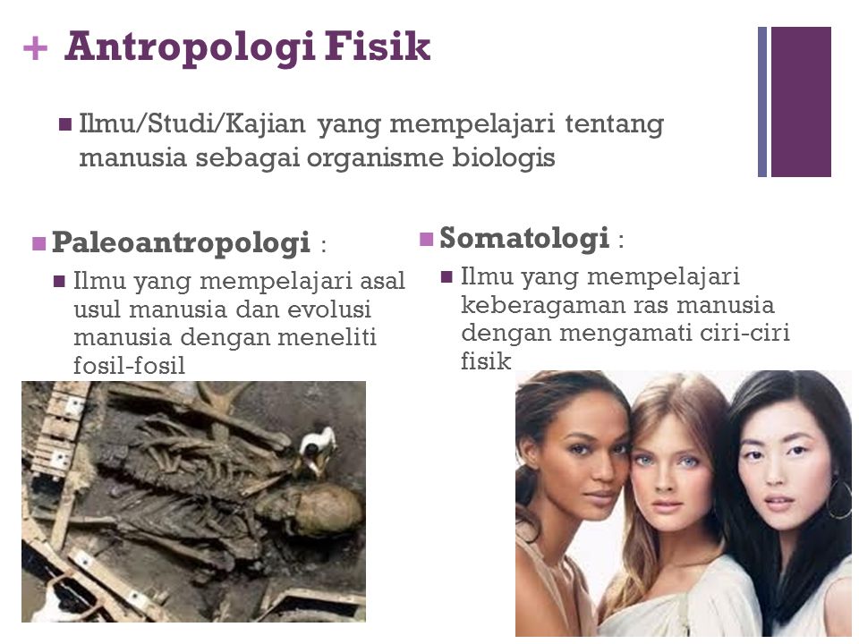 Contoh Antropologi Fisik – Brain