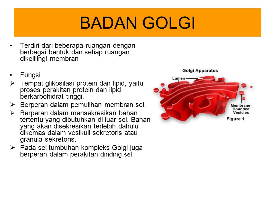 BADAN GOLGI Terdiri dari beberapa ruangan dengan berbagai bentuk dan setiap ruangan dikelilingi membran.