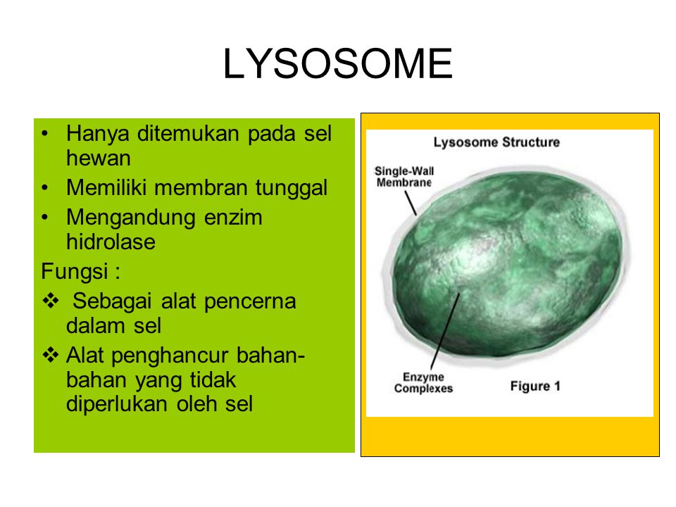 LYSOSOME Hanya ditemukan pada sel hewan Memiliki membran tunggal