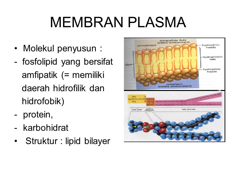 MEMBRAN PLASMA Molekul penyusun : - fosfolipid yang bersifat