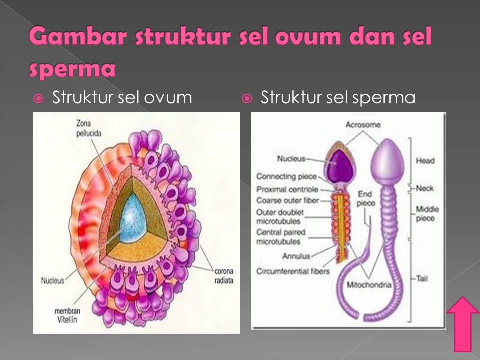 Gambar struktur sel ovum dan sel sperma