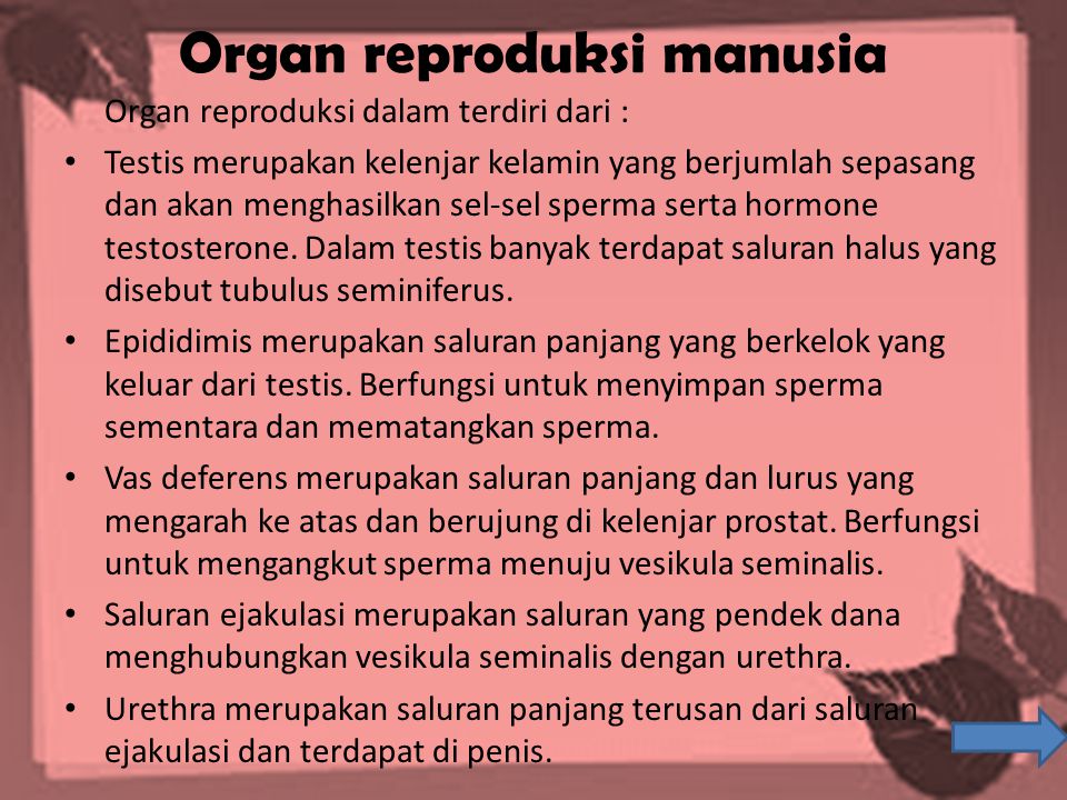 Organ reproduksi manusia