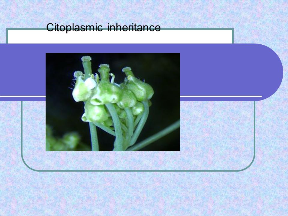 Citoplasmic inheritance