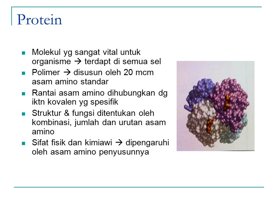 Protein Molekul yg sangat vital untuk organisme  terdapt di semua sel