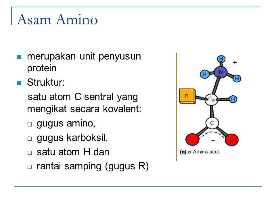 Asam Amino merupakan unit penyusun protein Struktur: