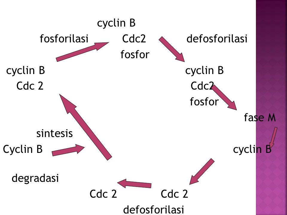 fosforilasi Cdc2 defosforilasi fosfor cyclin B cyclin B Cdc 2 Cdc2