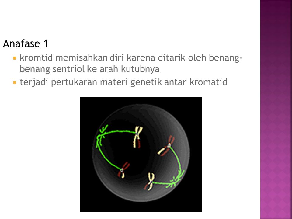 Anafase 1 kromtid memisahkan diri karena ditarik oleh benang- benang sentriol ke arah kutubnya.