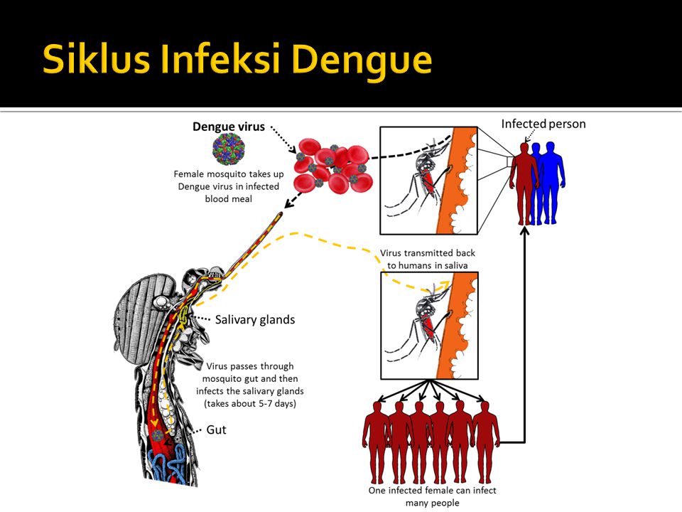 Siklus Infeksi Dengue