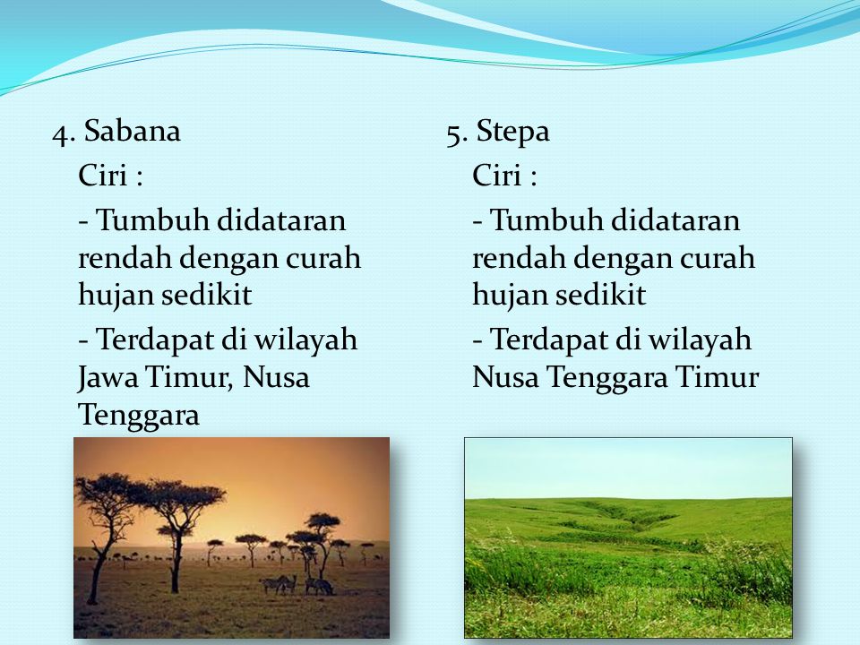 4. Sabana Ciri : - Tumbuh didataran rendah dengan curah hujan sedikit - Terdapat di wilayah Jawa Timur, Nusa Tenggara