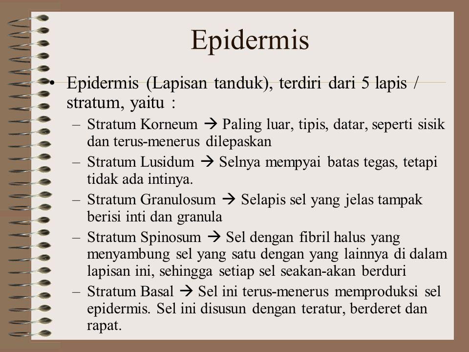 Epidermis Epidermis (Lapisan tanduk), terdiri dari 5 lapis / stratum, yaitu :