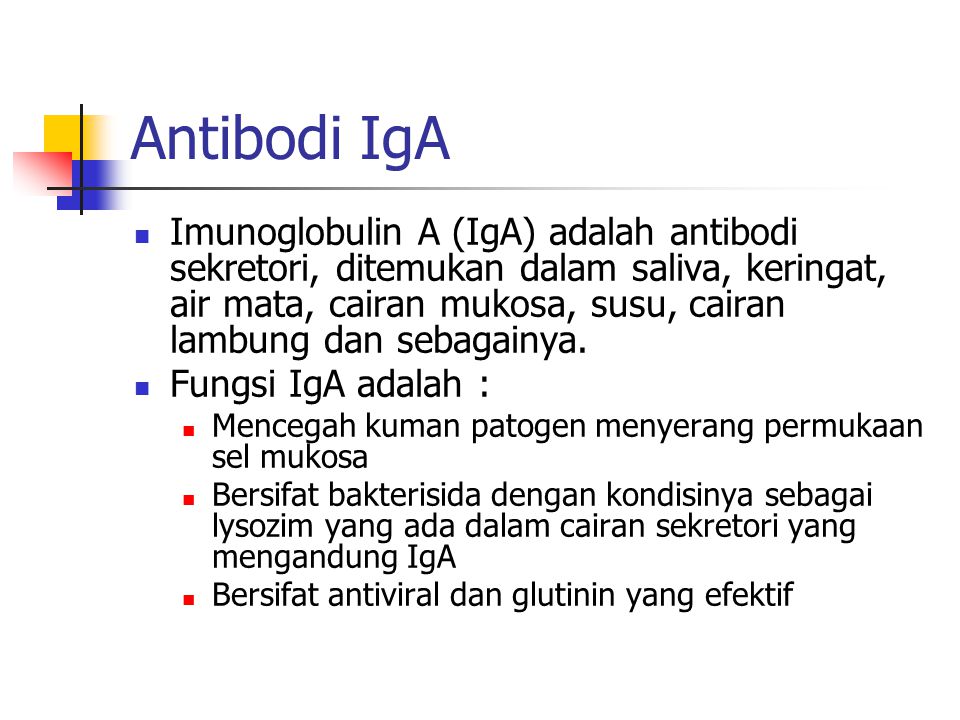 Antibodi IgA