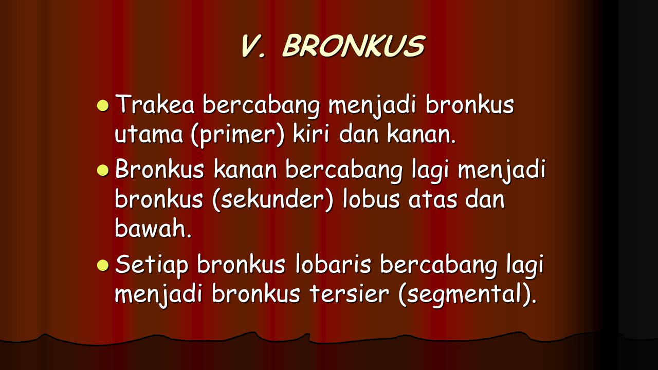 V. BRONKUS Trakea bercabang menjadi bronkus utama (primer) kiri dan kanan.