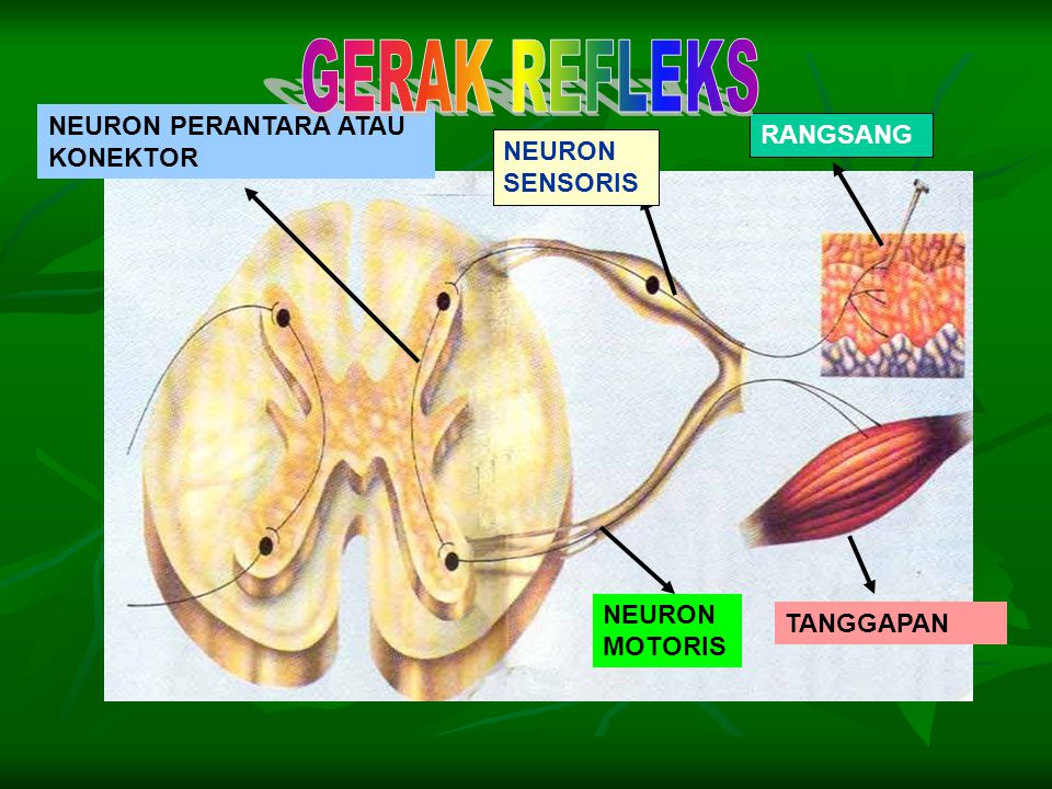 GERAK REFLEKS NEURON PERANTARA ATAU KONEKTOR RANGSANG NEURON SENSORIS
