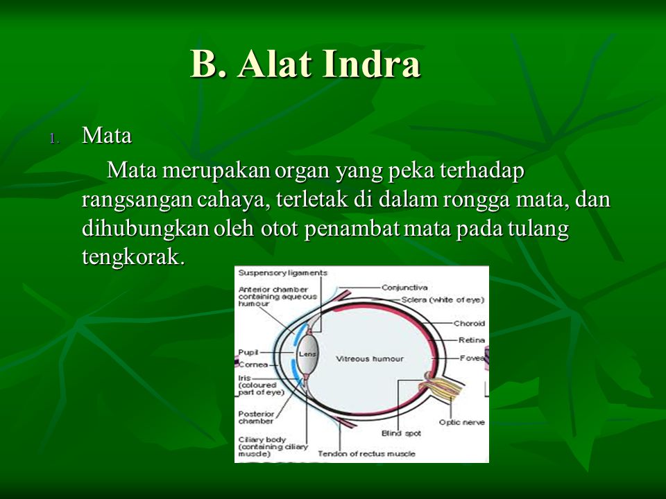 B. Alat Indra Mata.