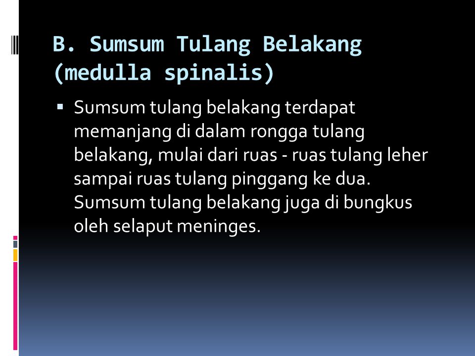 B. Sumsum Tulang Belakang (medulla spinalis)