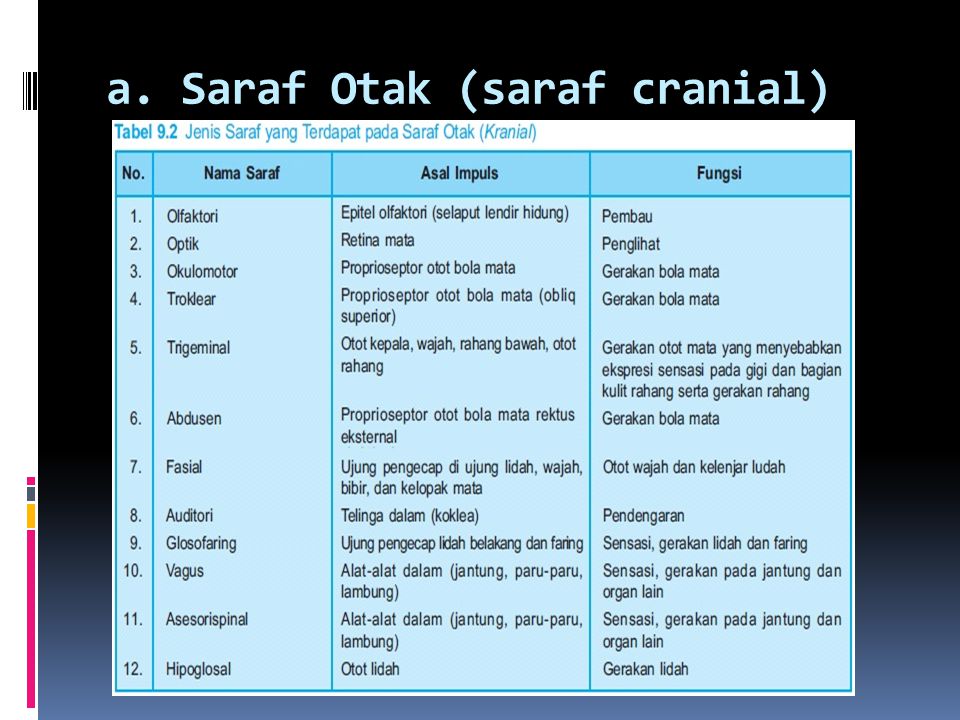 a. Saraf Otak (saraf cranial)