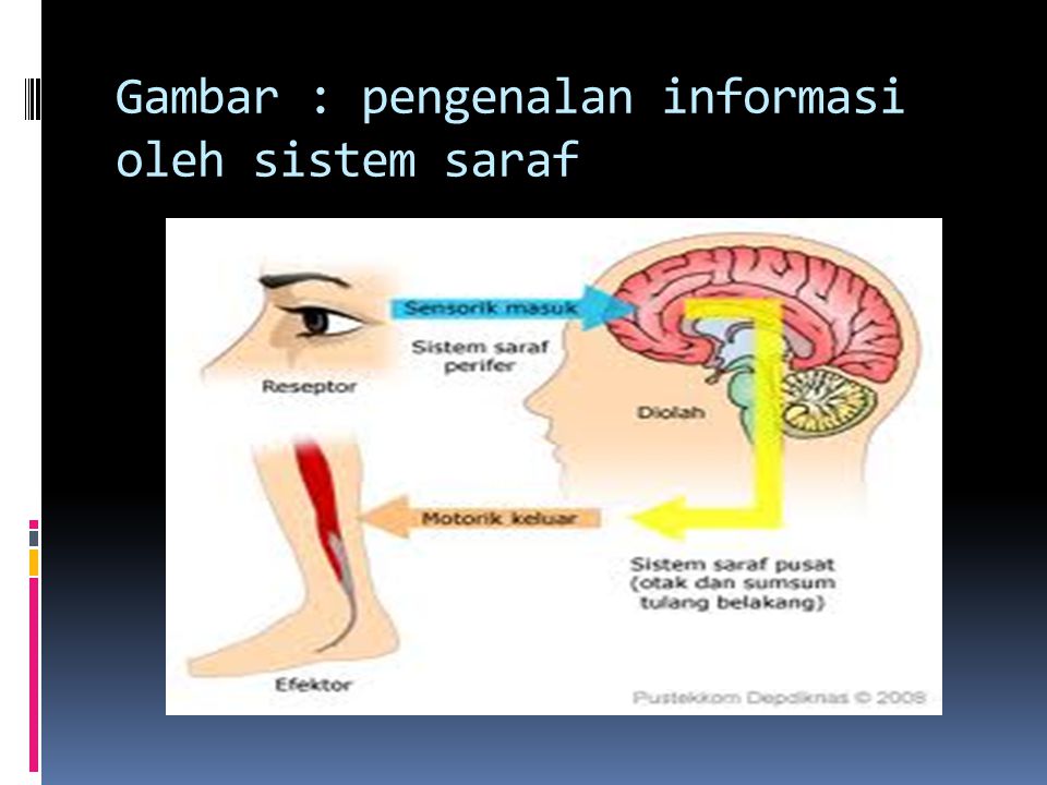 Gambar : pengenalan informasi oleh sistem saraf